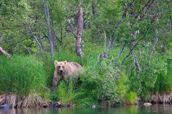 Su, Keren 아티스트의 Brown Bear in the grass by Brooks River-Katmai National Park-Alaska-USA작품입니다.
